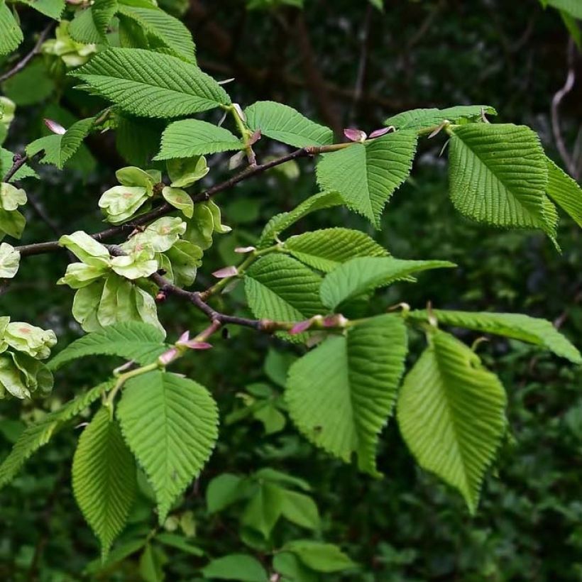 Ulmus glabra - Elm (Foliage)