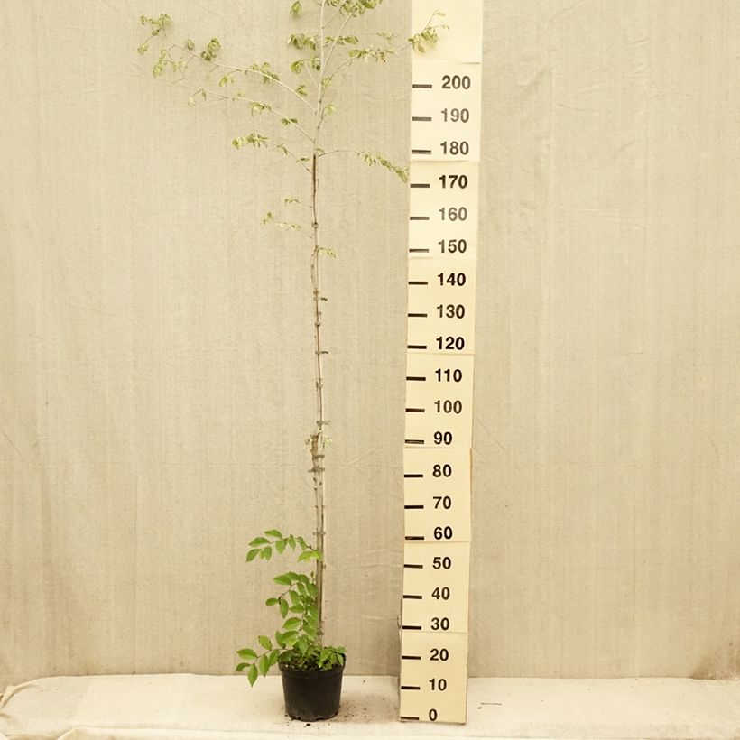 Ulmus minor Argenteovariegata - Elm 4L/5L pot sample as delivered in summer