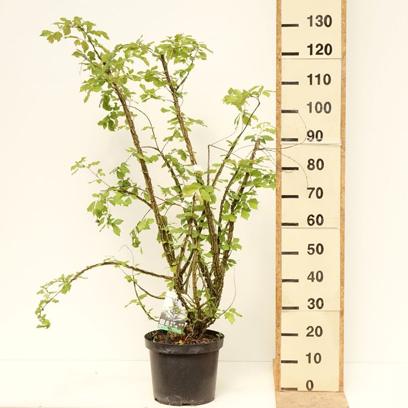 Ulmus minor suberosa - Orme champêtre en pot de 7,5l/10l sample as delivered in spring
