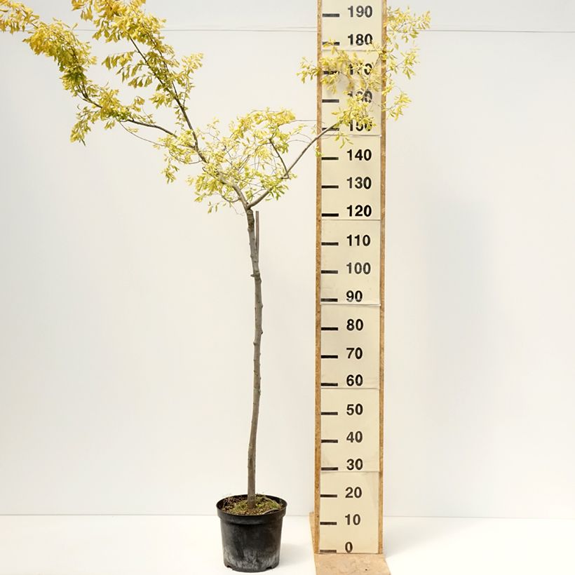 Ulmus minor Viminalis Aurea - Elm 4L/5L potShipped height around 160/+cm sample as delivered in spring