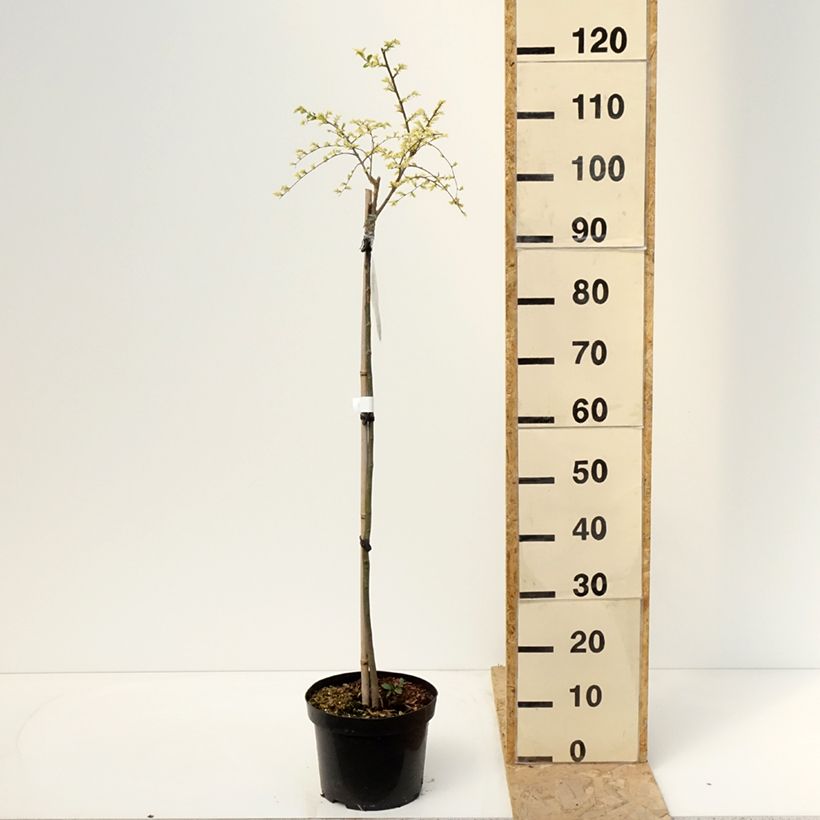 Ulmus parvifolia Geisha - Chinese Elm 4L/5L potShipped height around 60/+cm sample as delivered in spring
