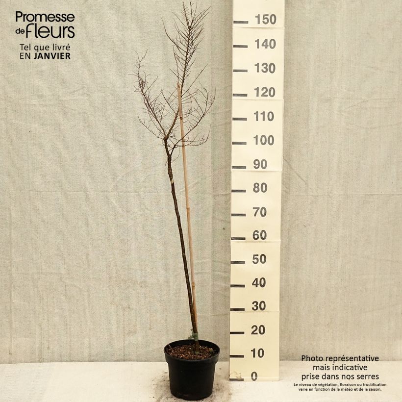 Ulmus parvifolia Seiju - Orme de Chine - Pot de 4L/5L sample as delivered in winter