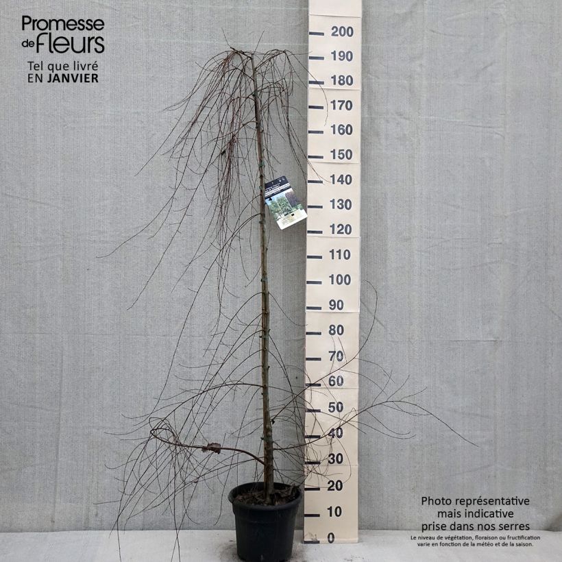 Ulmus pumila - Orme de Sibérie - Pot de 7,5L/10L sample as delivered in winter