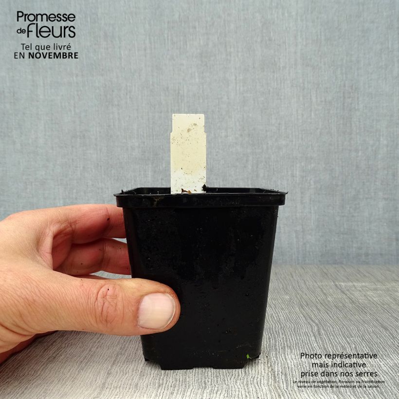 Uvularia grandiflora 8/9 cm pot sample as delivered in autumn
