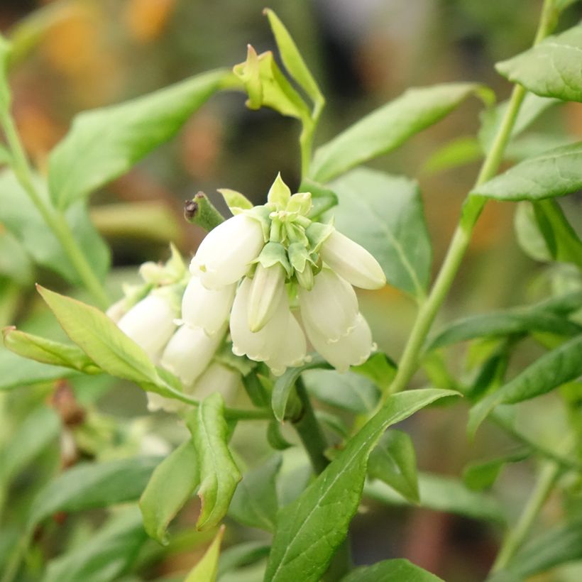 Vaccinium corymbosum Hortblue Petite- American Blueberry (Flowering)
