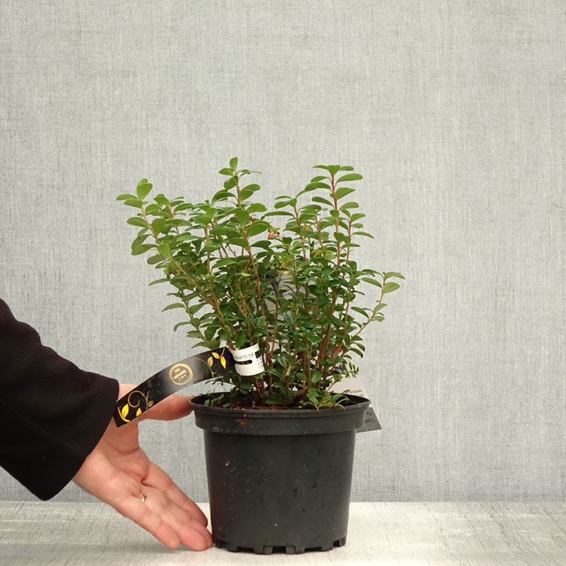 Vaccinium vitis-idaea FIREBALLS Lirome 2L/3L pot sample as delivered in autumn