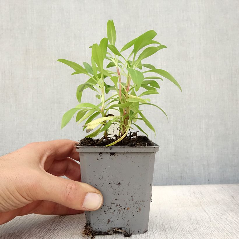 Centranthus ruber 8/9 cm pot sample as delivered in autumn