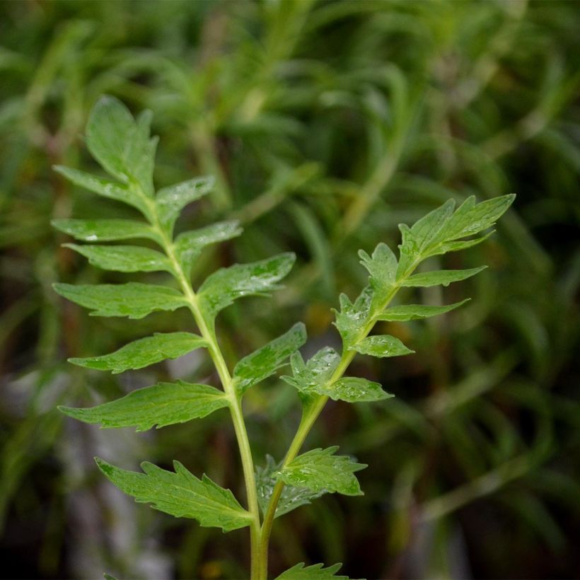 Valeriana officinalis (Foliage)