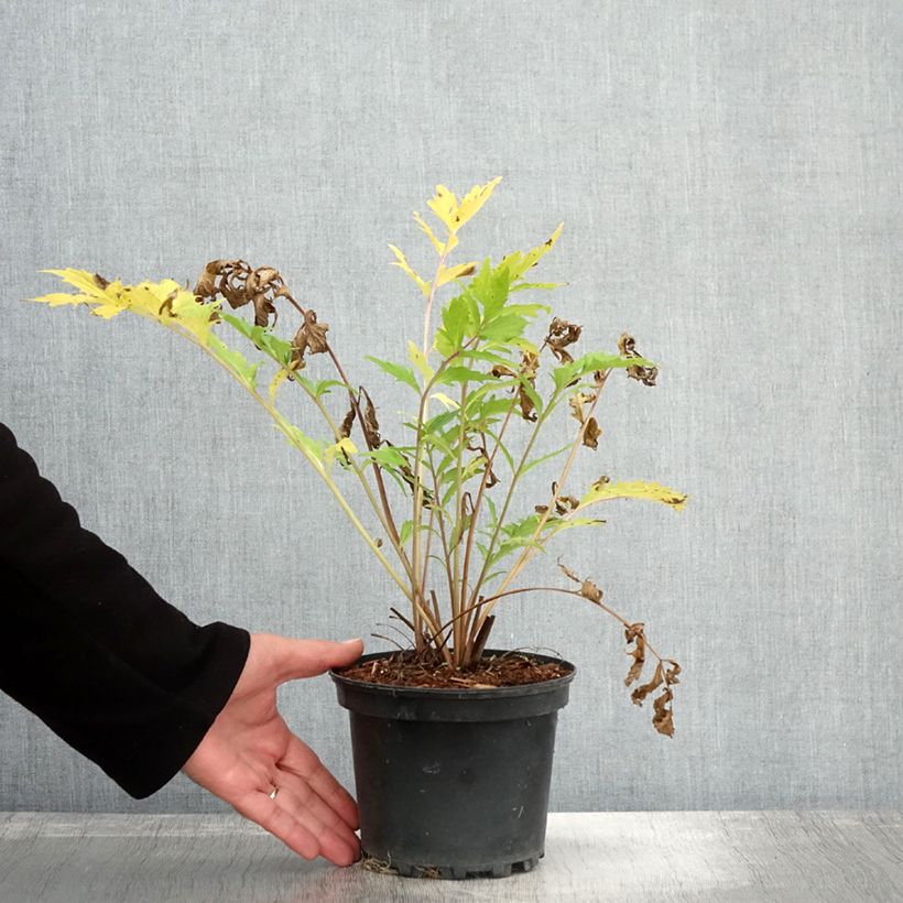 Valériane officinale Pot de 2L/3L sample as delivered in autumn