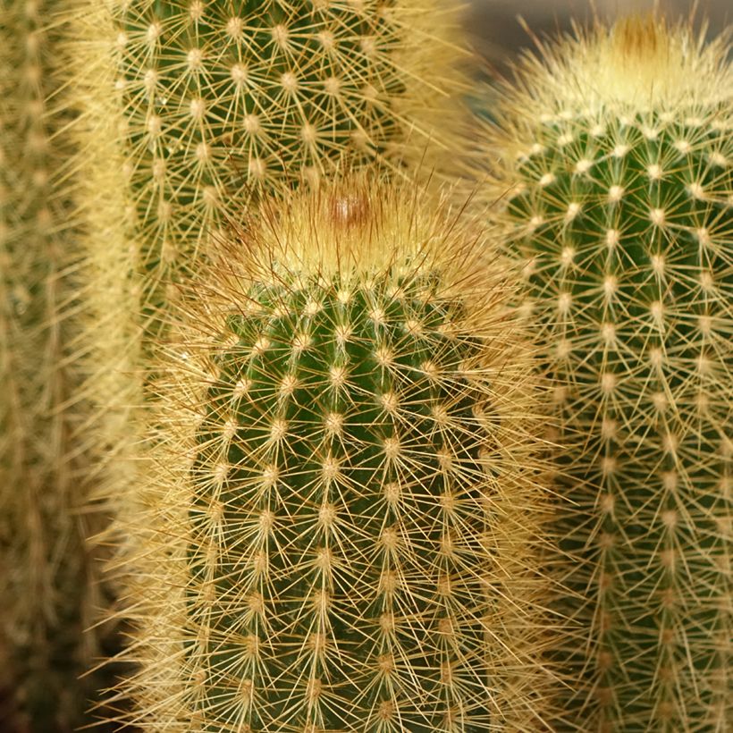 Vatricania guentheri (Foliage)