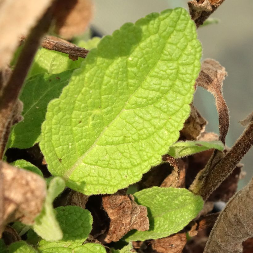 Verbascum Dark Eyes - Mullein (Foliage)