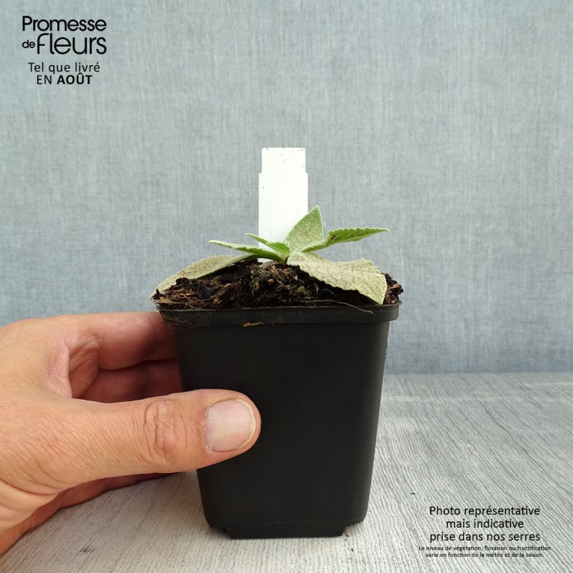 Verbascum Gainsborough - Mullein 8/9 cm pot sample as delivered in summer