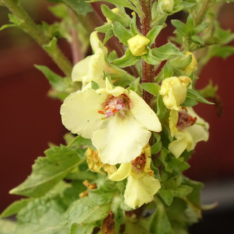 Verbascum Cotswold Queen - Mullein (Flowering)