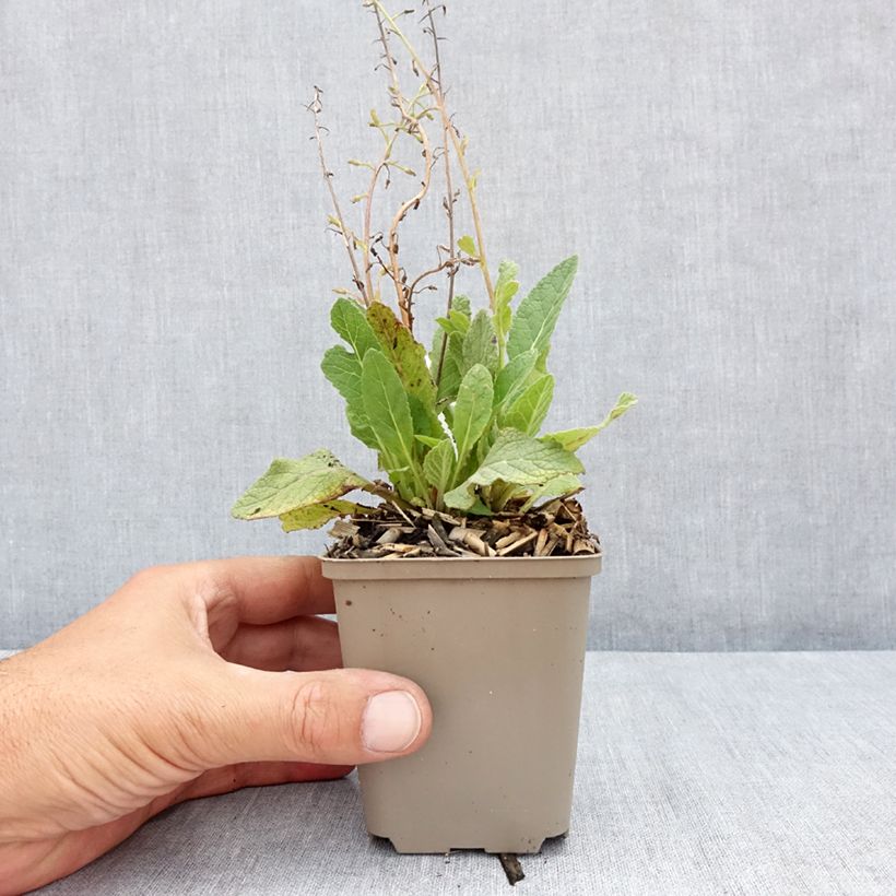 Verbascum Jackie - Mullein 8/9 cm pot sample as delivered in summer
