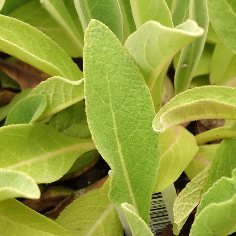 Verbascum olympicum - Olympian Mullein (Foliage)