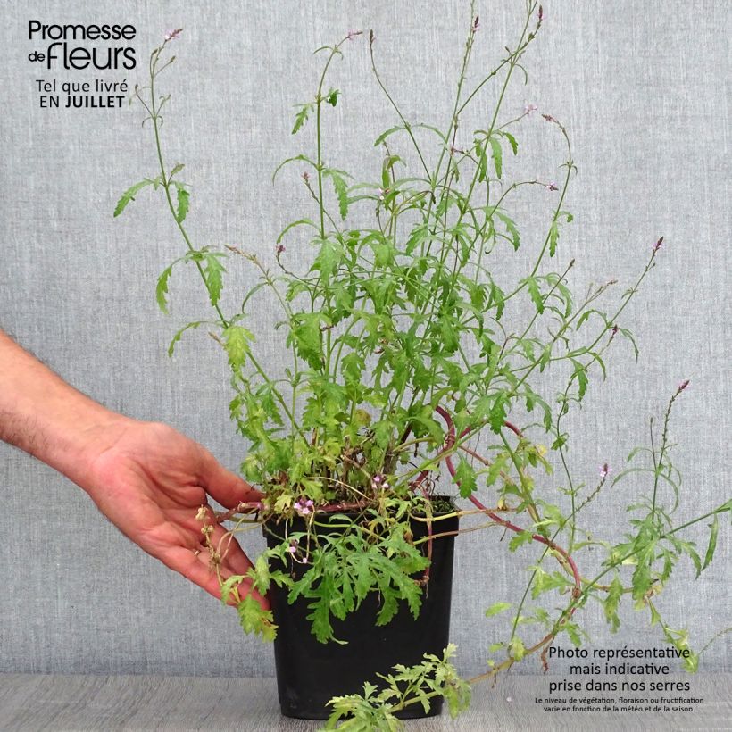Verbena officinalis Bampton 2L/3L pot sample as delivered in summer