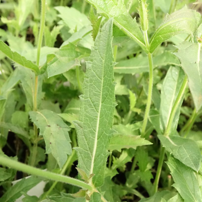 Verbena rigida Venosa (Foliage)