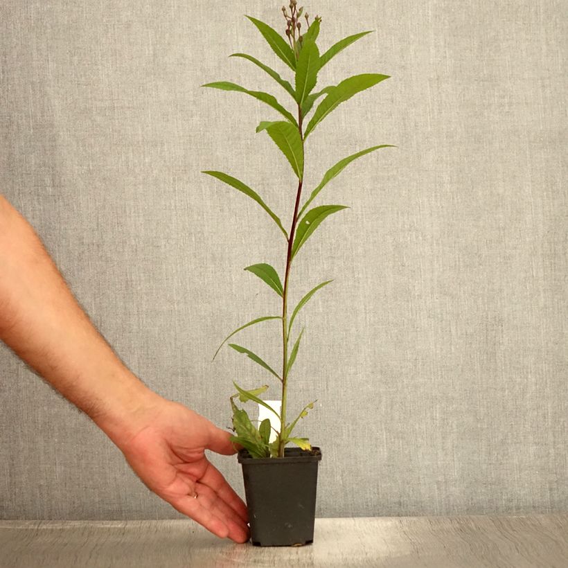 Vernonia arkansana - Ironweed 8/9 cm pot sample as delivered in summer