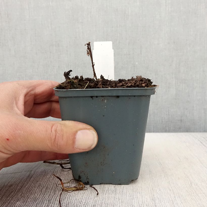 Vernonia arkansana - Ironweed sample as delivered in spring