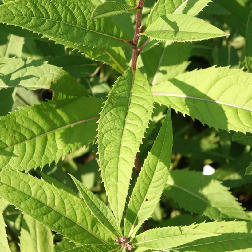 Vernonia arkansana - Ironweed (Foliage)