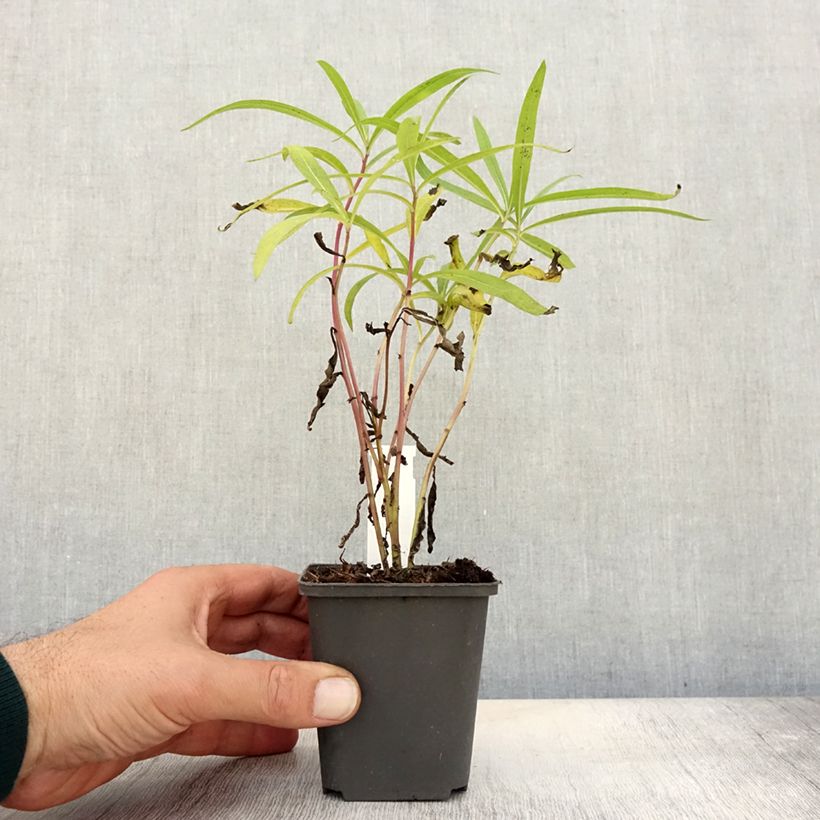 Vernonia baldwinii - Ironweed 8/9 cm pot sample as delivered in autumn