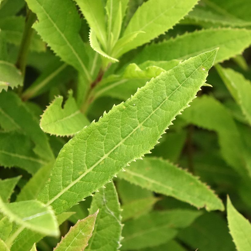 Vernonia crinita - Ironweed (Foliage)