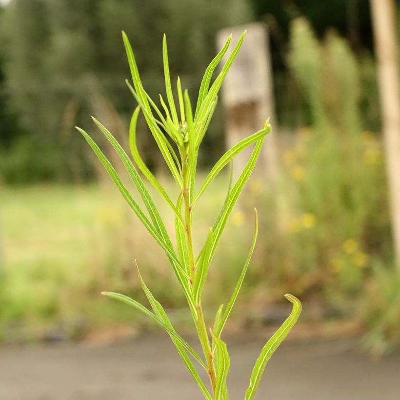 Vernonia lettermannii - Ironweed (Foliage)