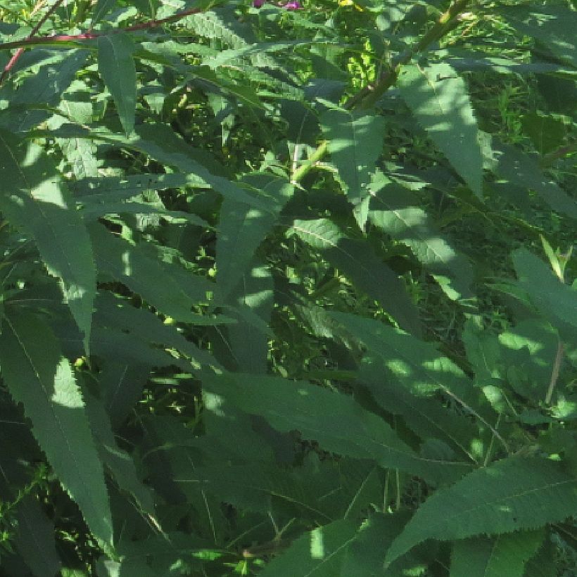 Vernonia missurica - Ironweed (Foliage)