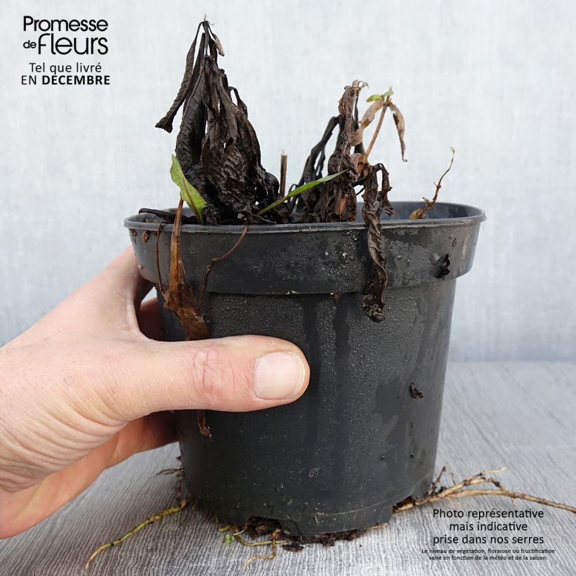 Vernonia noveboracensis White Lightning en pot de 2L/3L sample as delivered in autumn