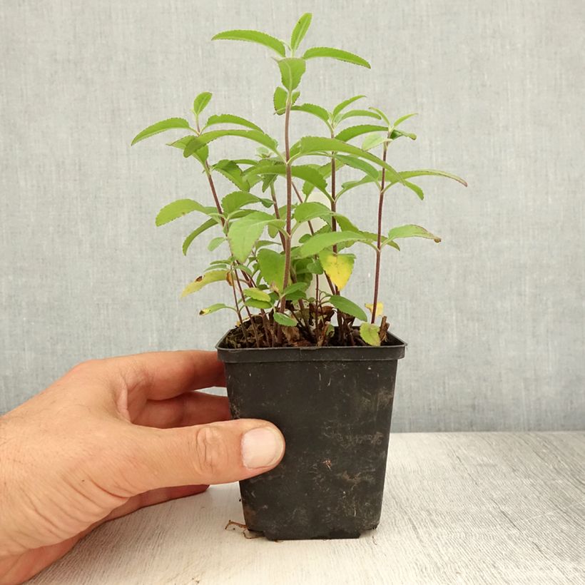 Veronica longifolia Candied Candle 8/9 cm pot sample as delivered in summer