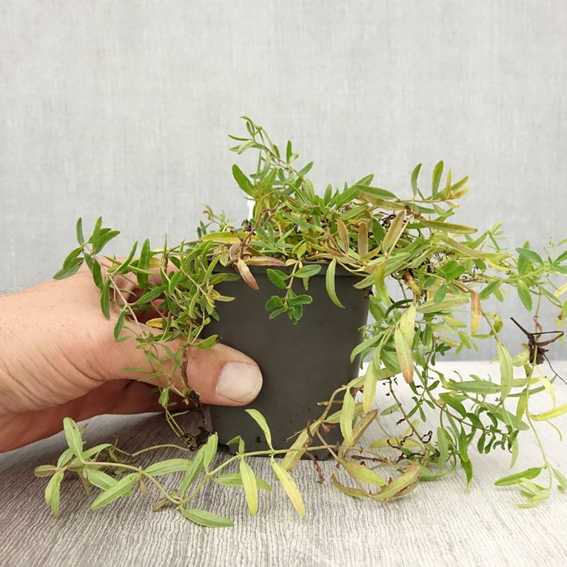 Veronica prostrata Alba 8/9 cm pot sample as delivered in autumn