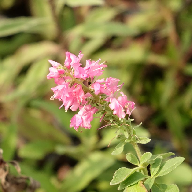 Veronica spicata Erika (Flowering)