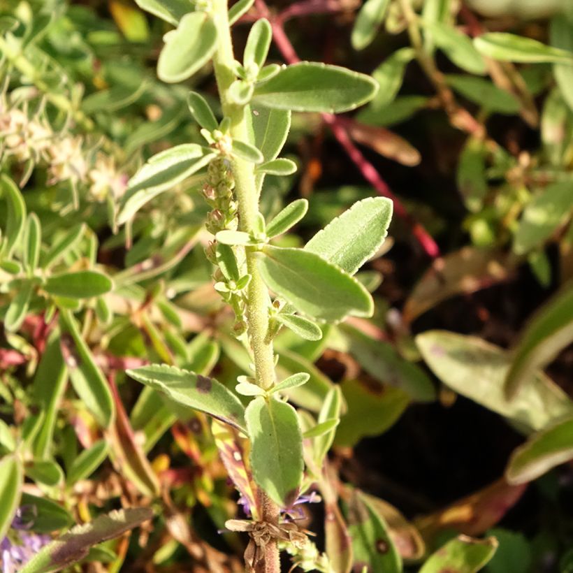 Veronica spicata Nana Blue (Foliage)