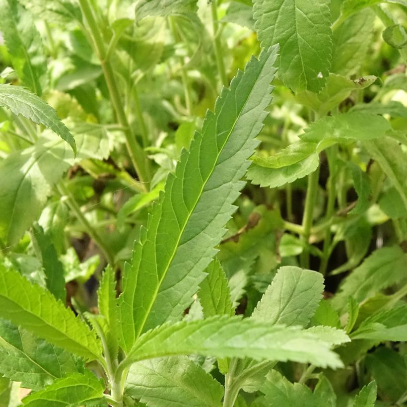 Veronica spicata Rotfuchs (Foliage)