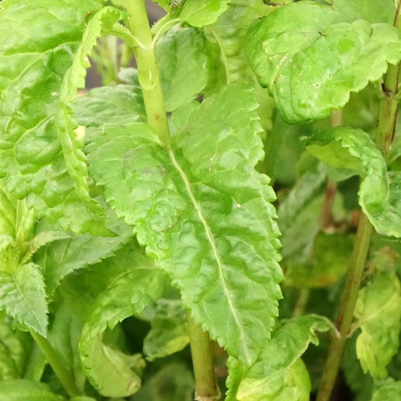 Veronica Sunny Border Blue (Foliage)