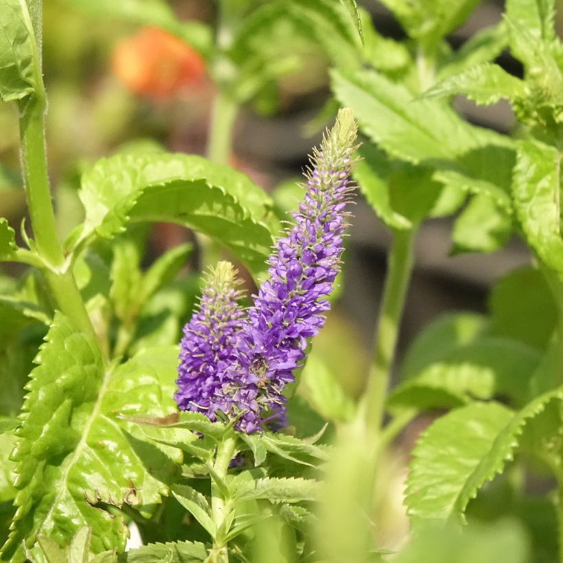 Veronica Sunny Border Blue (Flowering)