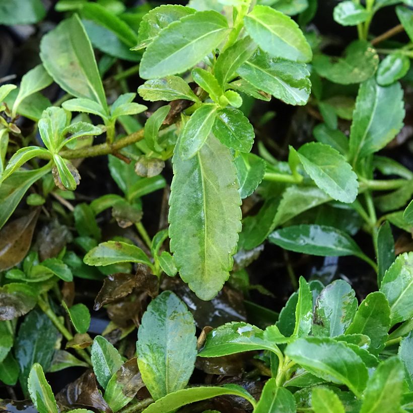 Veronica x cantiana Kentish Pink - Speedwell (Foliage)