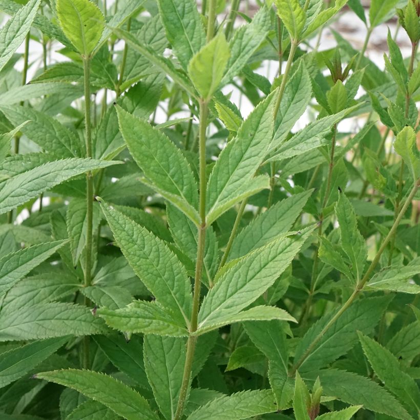 Veronicastrum virginicum Challenger (Foliage)