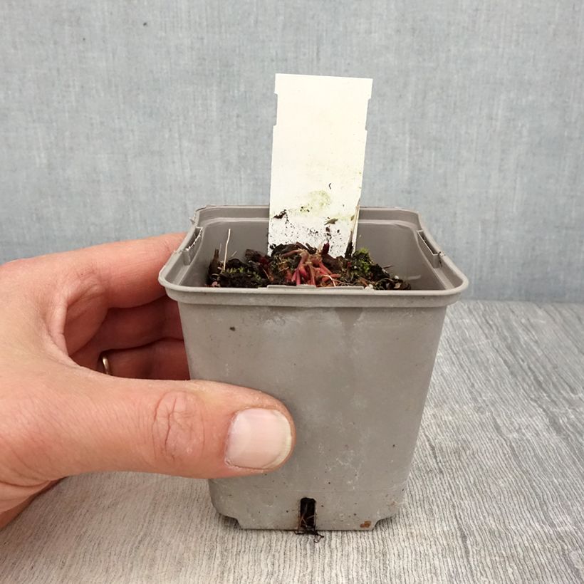 Veronicastrum virginicum Challenger sample as delivered in spring