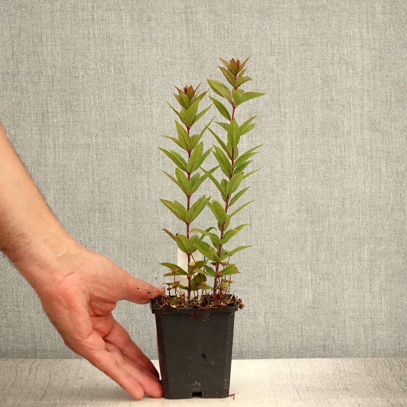 Veronicastrum virginicum Kleine Erika - Véronique de Virginie Pot de 9 cm sample as delivered in summer