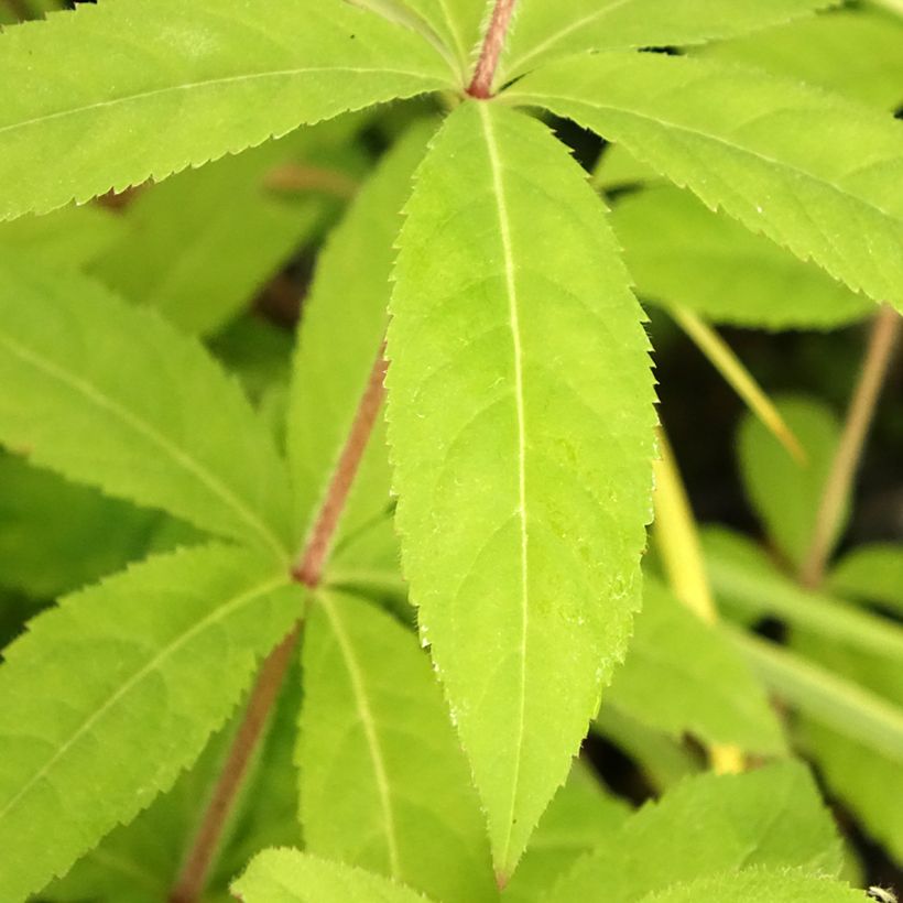 Veronicastrum virginicum Temptation (Foliage)