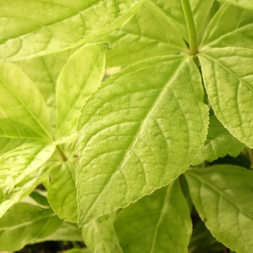 Veronicastrum virginicum Apollo (Foliage)