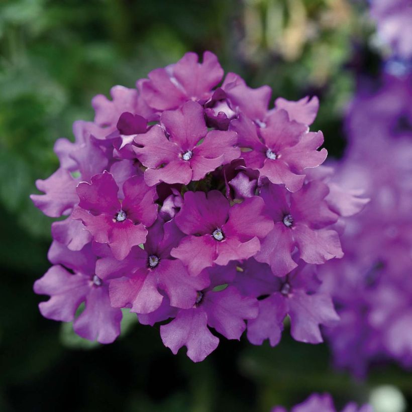 Verbena hybrida Endurascape Purple Imp (Flowering)