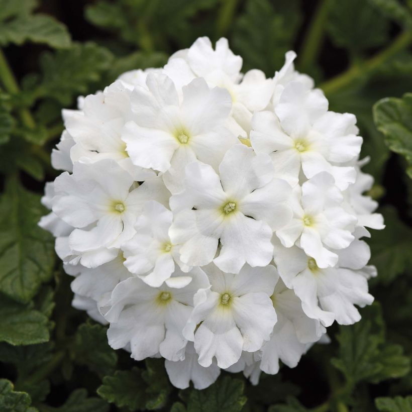 Verbena hybrida Endurascape White (Flowering)