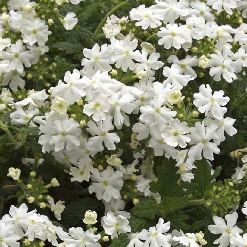 Verbena Virgo White (Flowering)