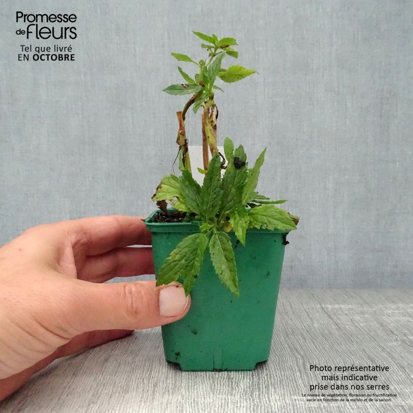Verbena hastata White Spires 8/9 cm pot sample as delivered in autumn