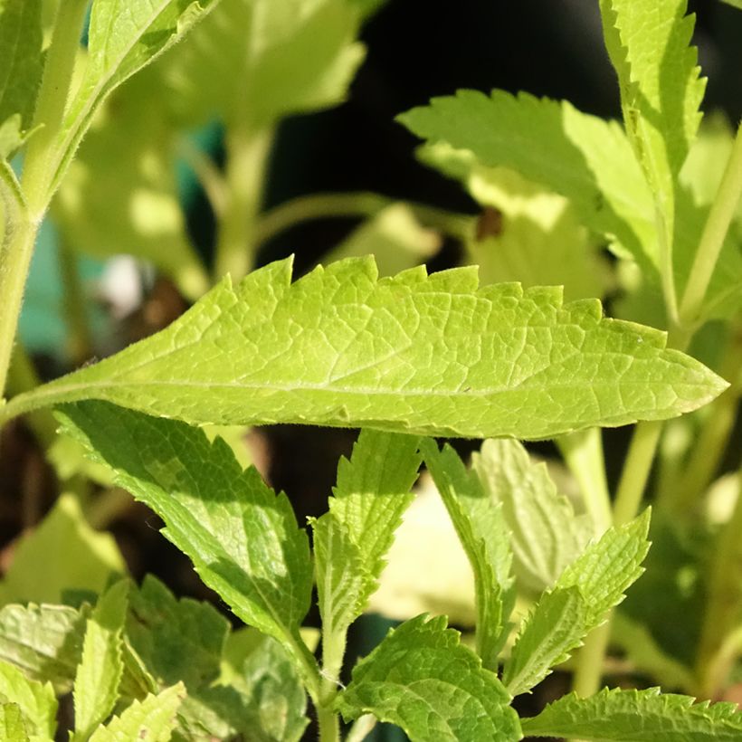 Verbena hastata White Spires (Foliage)