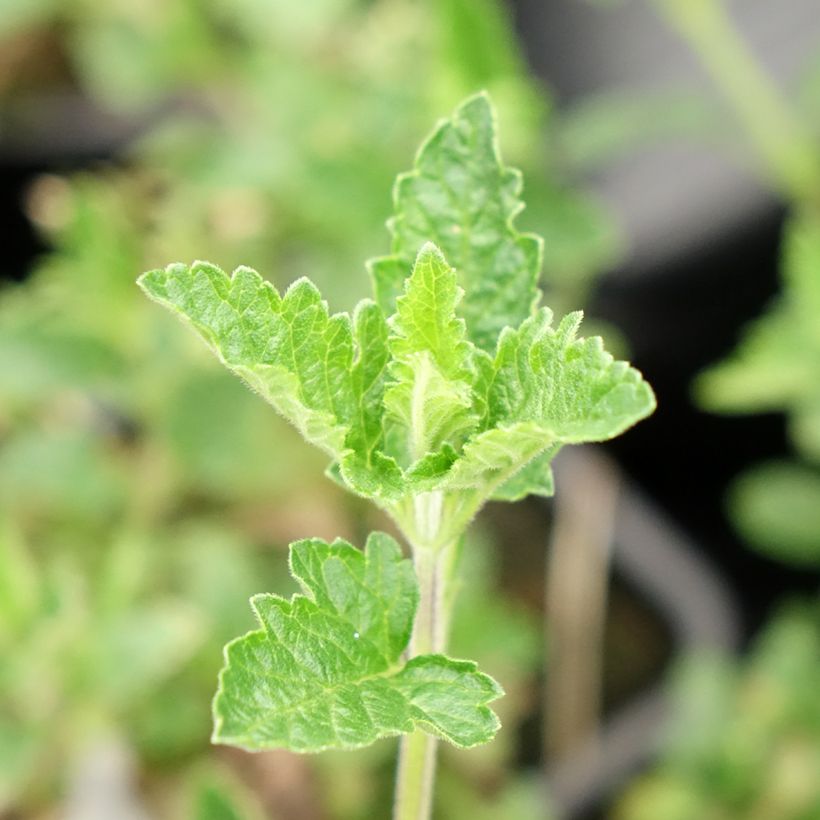 Glandularia Seabrook's Lavender - Florist's Verbena (Foliage)