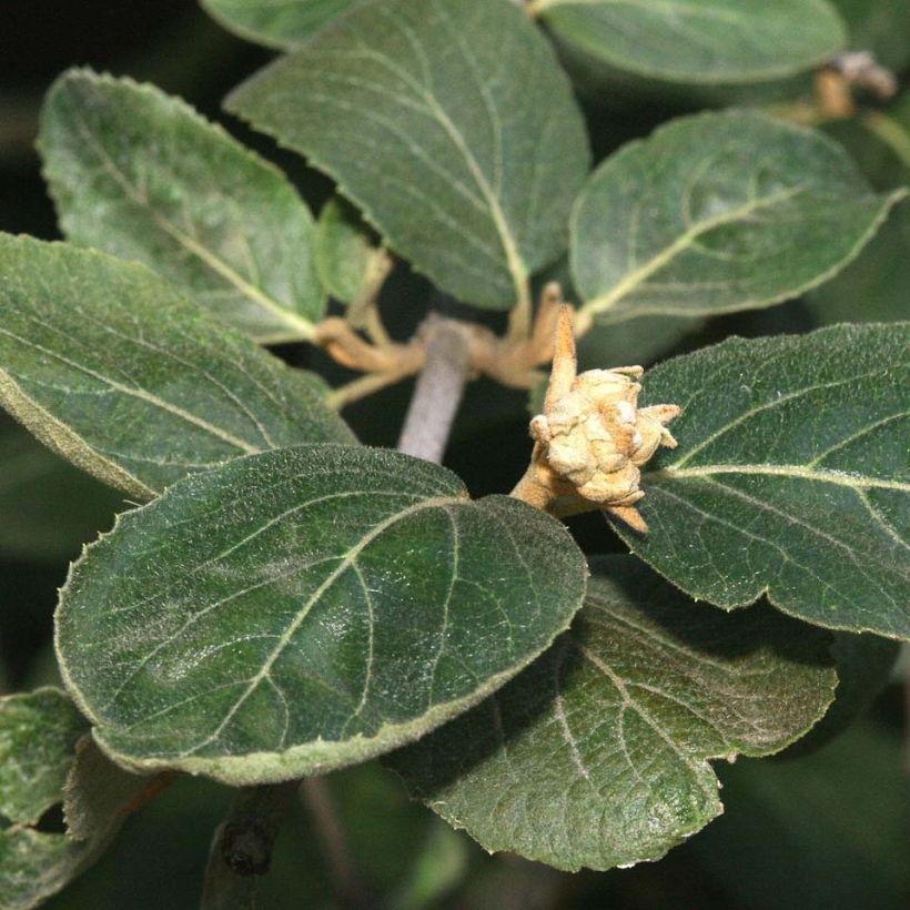 Viburnum x carlcephalum (Foliage)