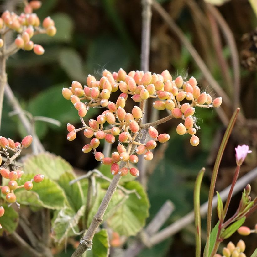 Viburnum dilatatum Michael Dodge (Harvest)